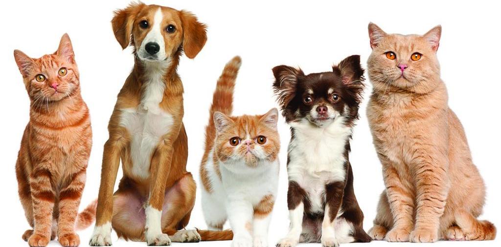 Доска объявлений о животных | ЗооТом - продажа, вязка и услуги для животных в Холме