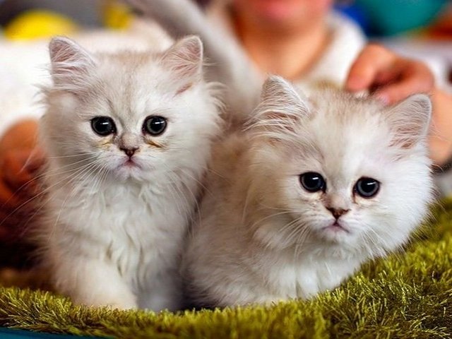 Породы кошек в Холме | ЗооТом портал о животных