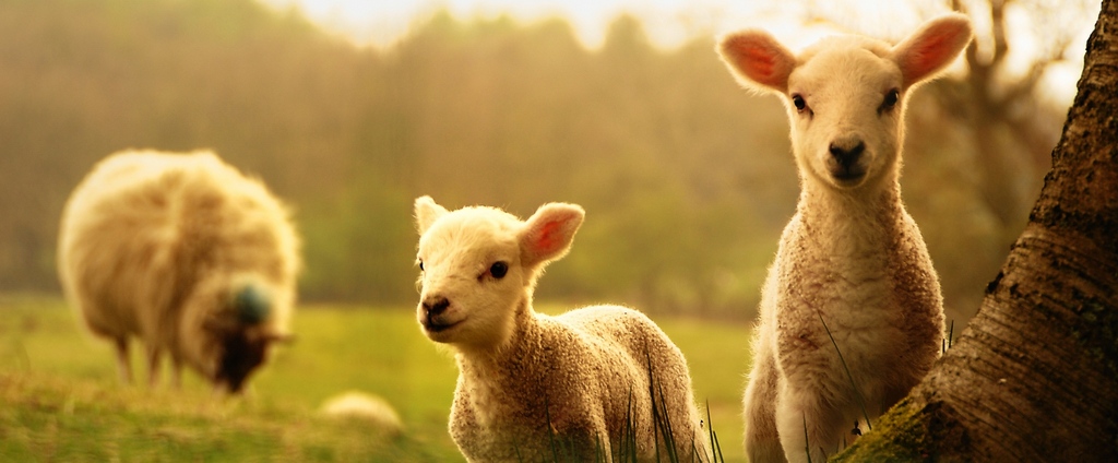 Объявления о сельскохозяйственных животных | ЗооТом - продажа, вязка и услуги для животных в Холме