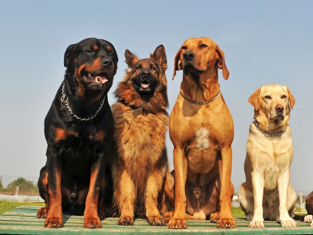 Крупные породы собак в Холме | ЗооТом портал о животных