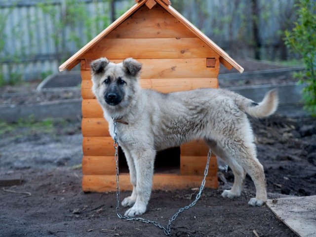 Все о собаках в Холме Все о собаках в Холме